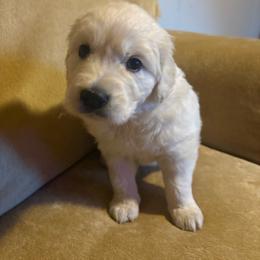 Blue collar - Light golden male Golden Retriever puppy in Barbourville, Kentucky from Home Sweet Home English Goldens