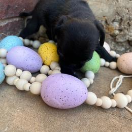 Puglet - Black female Pug puppy in Yellville, Arkansas from Ozark Mountain Doodles & Pugs