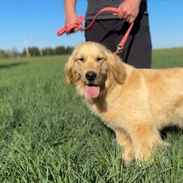 Summer - Golden Retriever