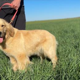 Summer - Golden Retriever
