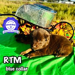 RTM blue collar - Red tri-color male Australian Shepherd puppy in Greenville, Texas from Amandas Aussies