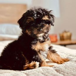 Bernedoodle, Goldendoodle, Poodle, Schnoodle, and Sheepadoodle Puppies from Boise Doodle Co.
