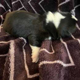 Pembroke Welsh Corgi Puppies from Simply loved corgis