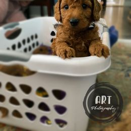 Goldendoodle Puppies from BasilBella’s Doodles