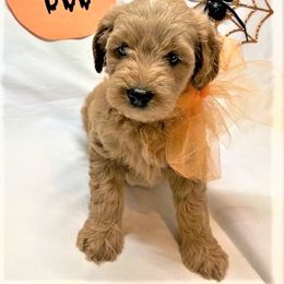 Goldendoodle Puppies from OnlyGoldendoodles