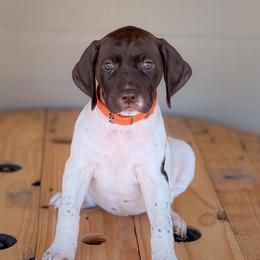 Orange - Girl 4 - Liver and white female English Springer Spaniel puppy in Lake City, Fl, Florida from Spradley Springers & GSP's
