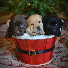 Labrador Retriever Puppies from Young’s Legacy Labradors