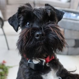 Chanel - Miniature Schnauzer