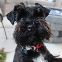 Chanel - Miniature Schnauzer