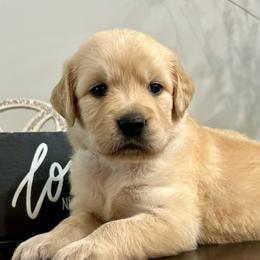 Sophie - Light golden female Golden Retriever puppy in Doniphan, Missouri from Stockford’s Golden Retrievers