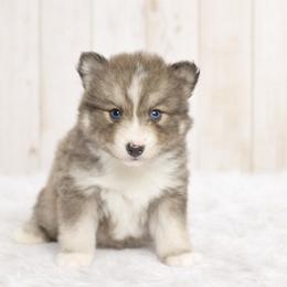 Slate - Blue male Pomsky puppy in Coos Bay, Oregon from Ocean View Pomskies