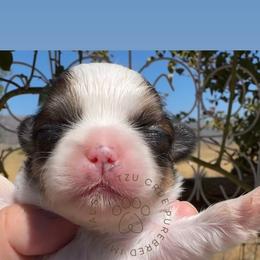 Pistachio - Liver and white male Shih Tzu puppy in Tehachapi, California from Shih Tzu Crue
