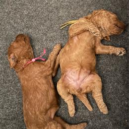 Yellow - Red  female Poodle puppy in Keedysville, Maryland from Sunshine Red Standard Poodles