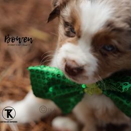 Australian Shepherd, Miniature American Shepherd, Miniature Australian Shepherd, and Toy Australian Shepherd Puppies from TK Standard, Mini, & Toy Aussies