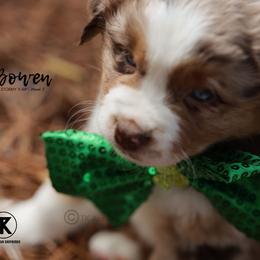 Australian Shepherd, Miniature American Shepherd, Miniature Australian Shepherd, and Toy Australian Shepherd Puppies from TK Standard, Mini, & Toy Aussies