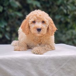 Strata - Apricot female Goldendoodle puppy in Centreville, Mississippi from Trin's Designer Doodles
