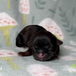 Shih Tzu Puppies from Altas Palmas Shih Tzu