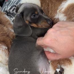 AKC Dasher sweet grumpy face - Blue and tan male Dachshund puppy in Erie, Michigan from Champagne’s Grinch Toe’d Dachshunds