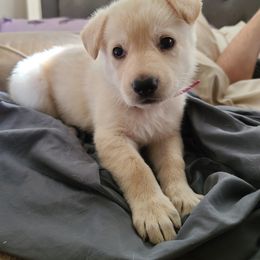 German Shepherd Puppies from Arctic Argonauts