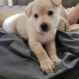 German Shepherd Puppies from Arctic Argonauts
