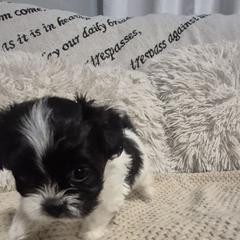 Girl 4 - Betty - Black and white female Mal-Shi puppy in Austin, Texas from Austin Maltese Babies