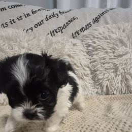 Girl 4 - Betty - Black and white female Mal-Shi puppy in Austin, Texas from Austin Maltese Babies