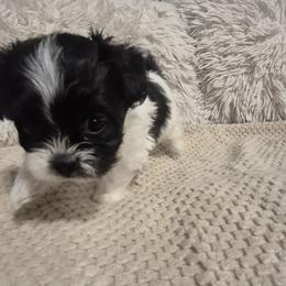 Girl 4 - Betty - Black and white female Mal-Shi puppy in Austin, Texas from Austin Maltese Babies