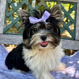 Vienna - Black tan and white female Biewer Terrier puppy in Winslow, Arkansas from Morning Glory Puppies