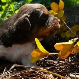 Aodh - Red tri-color male Australian Shepherd puppy in Butler, Georgia from Aussies at Howling Hill Farm