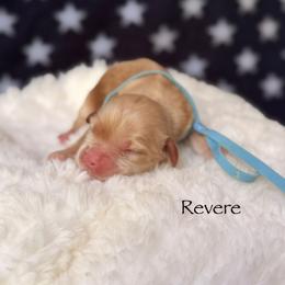Revere - Buff and white male Cockapoo puppy in Alexandria, Alabama from Bright and Beautiful Cockapoos and Doodles