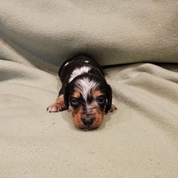 Kyle - Dapple male Dachshund puppy in Tower City, Pennsylvania from Stoney Mountain Mini Doxies