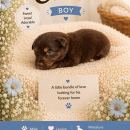 Coast - Red tri male Miniature Australian Shepherd puppy in Idalou, Texas from Lonesome Pine Mini Aussies