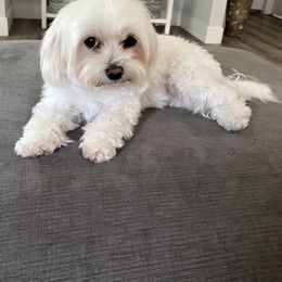 Umi - Maltese