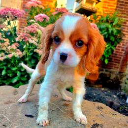 Margate aka Margie - Blenheim female Cavalier King Charles Spaniel puppy in Watsontown, Pennsylvania from Huntsman Cavaliers