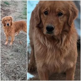 Goldendoodles, Golden Retrievers, and Olde English Bulldogges from Beard Family Farm