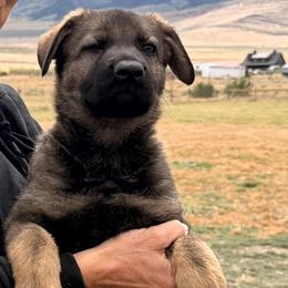 Boy 2 - Sable male German Shepherd puppy in Grantsville, Utah from Vom Haus Denfors K9 - Working German Shepherds