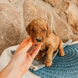 Lincoln - Red  male Goldendoodle puppy in Yukon, Oklahoma from Bows and Ties Doodles, LLC