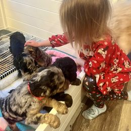 Goldendoodle Puppies from Fishermen’s Doodles