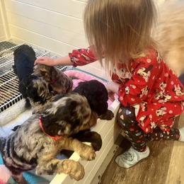 Goldendoodle Puppies from Fishermen’s Doodles