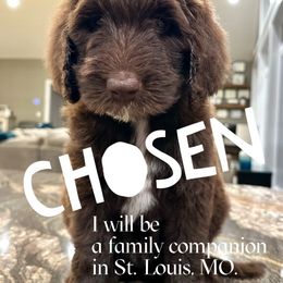 Shanti - female Newfypoo puppy in Jackson, Missouri from Two Sisters Ranch, LLC
