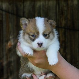 Boy 2 - Red Pembroke Welsh Corgi puppy in Idaho from Blue Sky Corgis