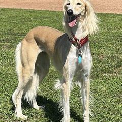 Salukis from Cassiopeia Saluki