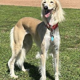 Salukis from Cassiopeia Saluki