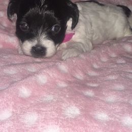 TBD - Black & white female Maltipoo puppy in Macomb, Michigan from Alexia