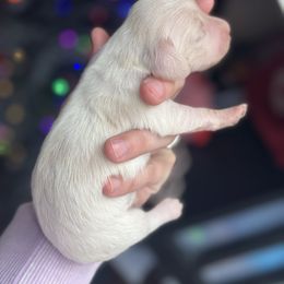 Daisy - Piebald female Dachshund puppy in Mooresboro, North Carolina from Walker Family Pups