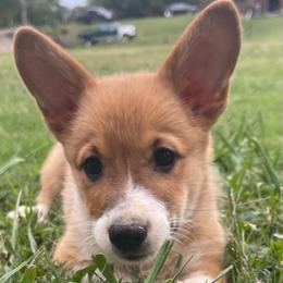 Mr silver - Red male Pembroke Welsh Corgi puppy in Adairsville, Georgia from R&R Corgis