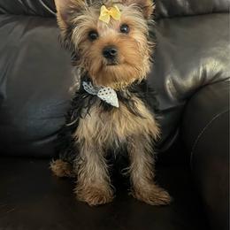 Ferrari - Blue and gold male Yorkshire Terrier puppy in Darrington, Washington from Seven Cedars Yorkies