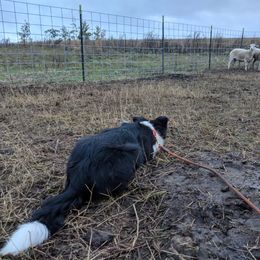 Border Collie Puppies from Inspire Performance Dogs