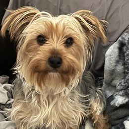 Yorkshire Terriers from The Yorkie Den, LLC