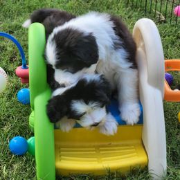 Bearded Collie Puppies from Lone Star Bearded Collies
